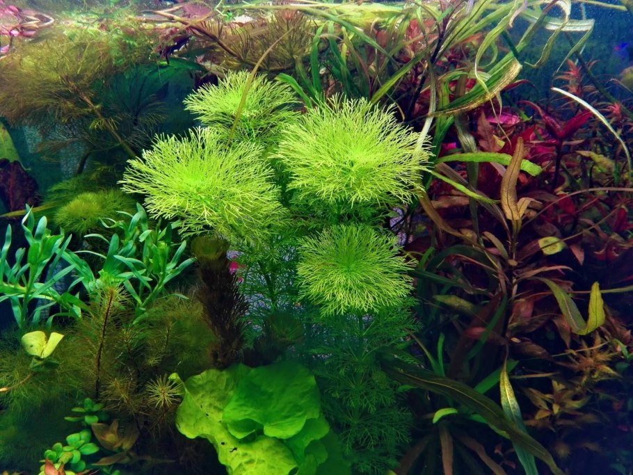 Лимнофила сидячецветковая