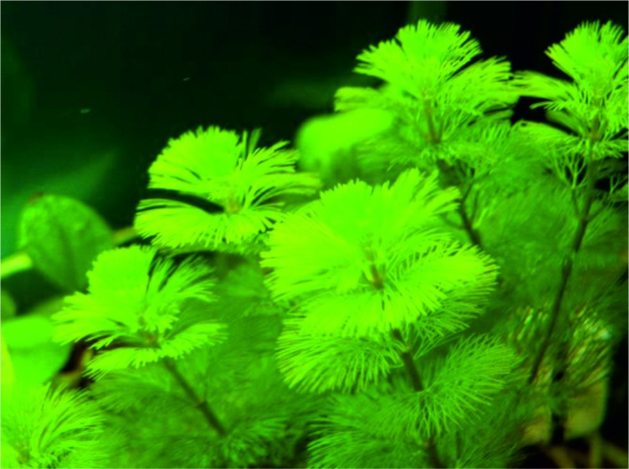 Лимнофила Ароматика Limnophila aromatica