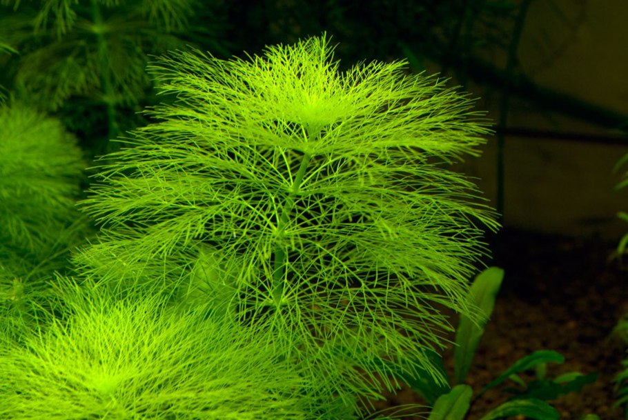 Кабомба Каролинская аквариумное