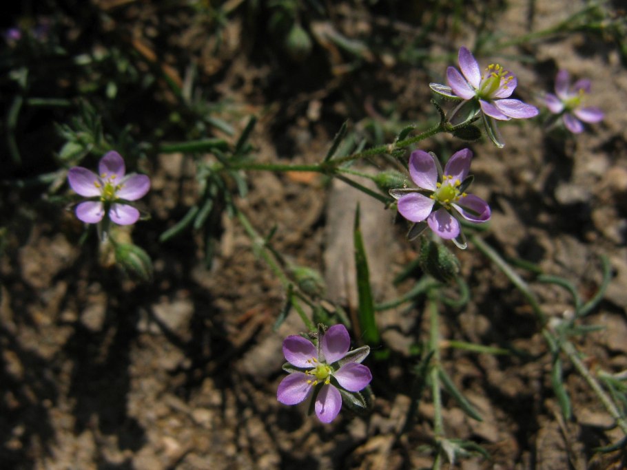 Торичник солончаковый