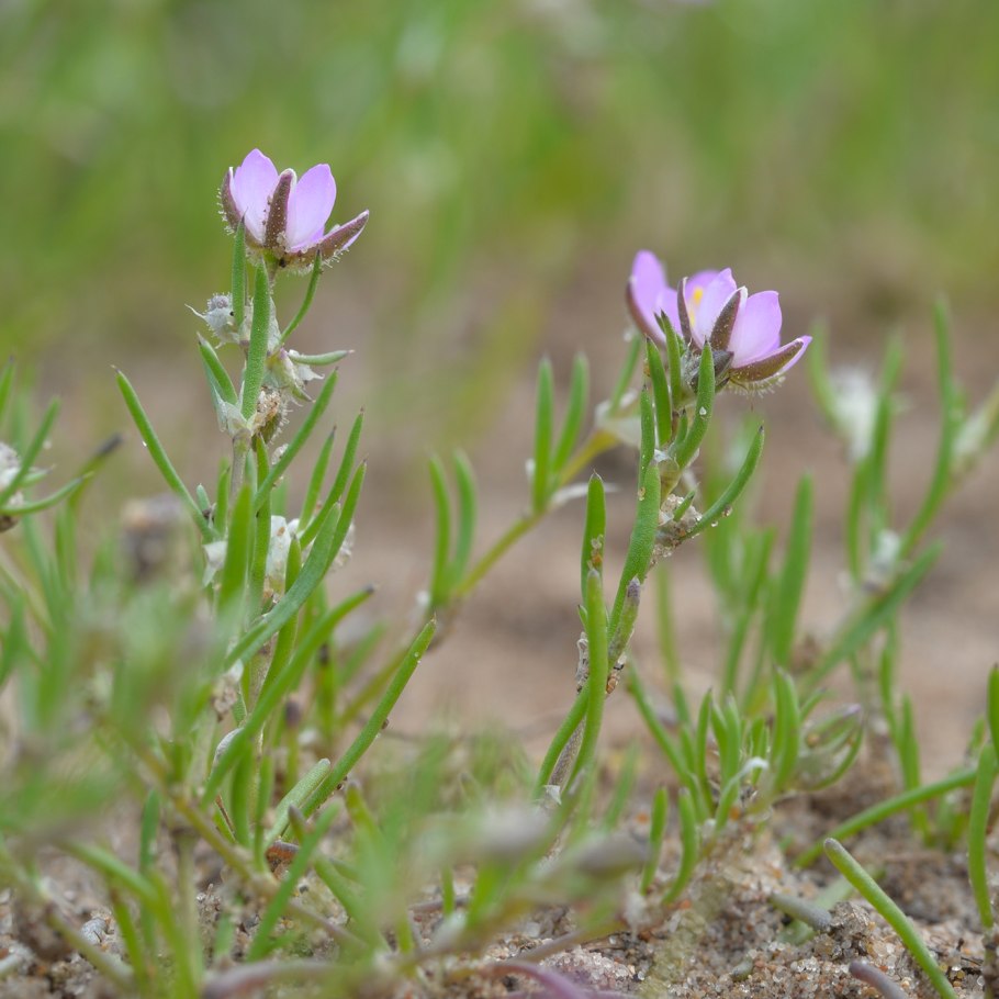 Spergularia purpurea