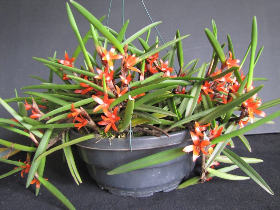 Трава с коленцами