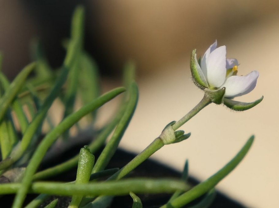 Какие растения встречаются в Крыму