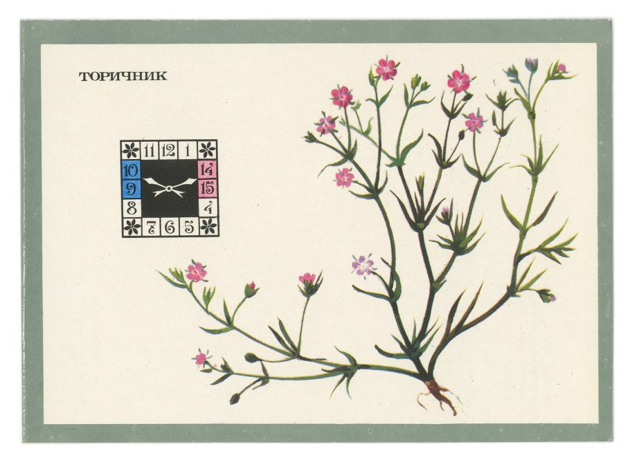 Торичник морской