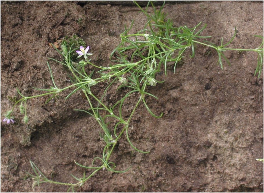 Ceratostylis retisquama