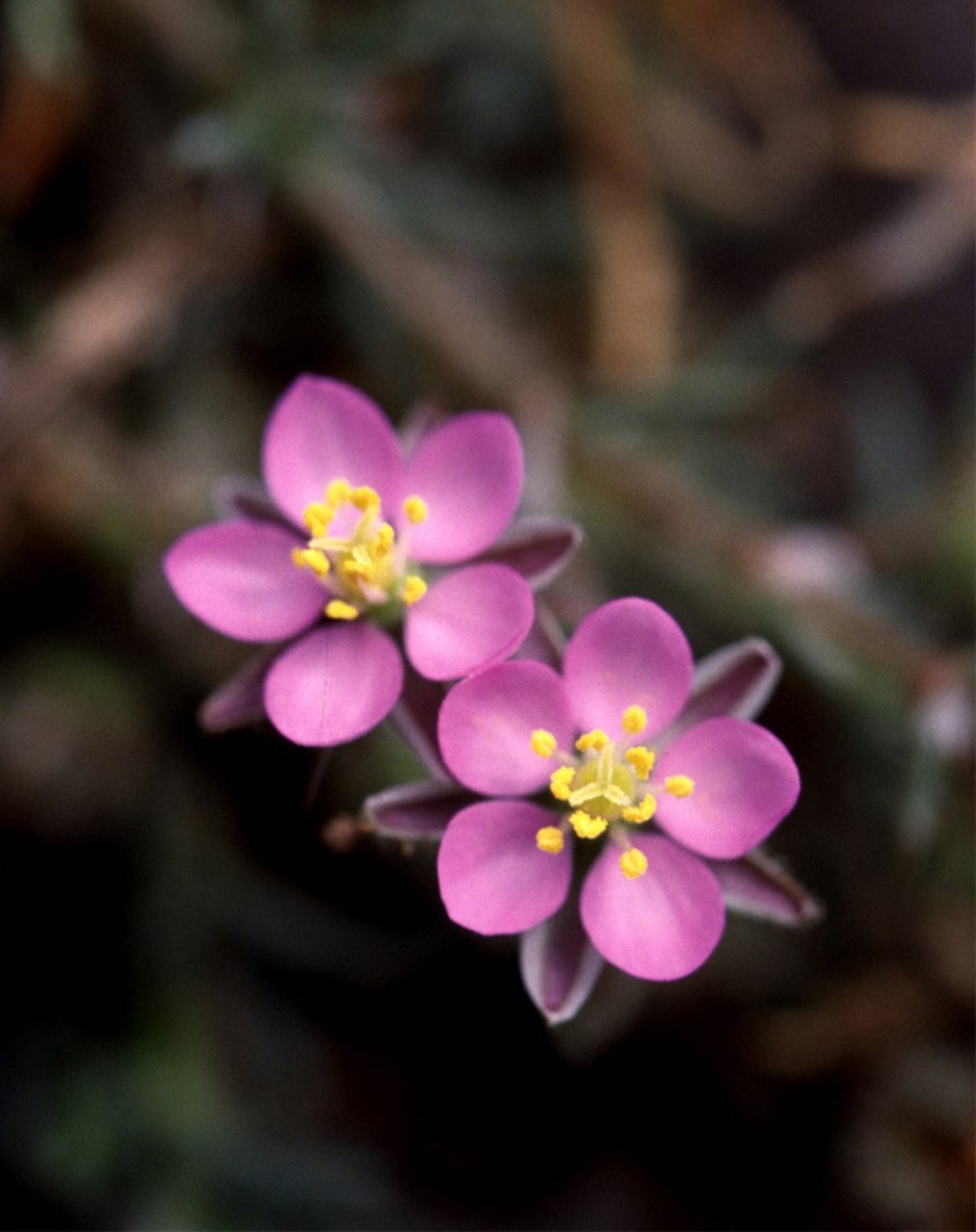 Торица обыкновенная