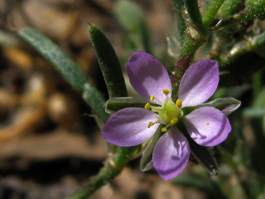 Торичник солончаковый