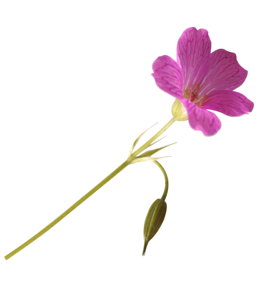 Flora europaea: Volume 5