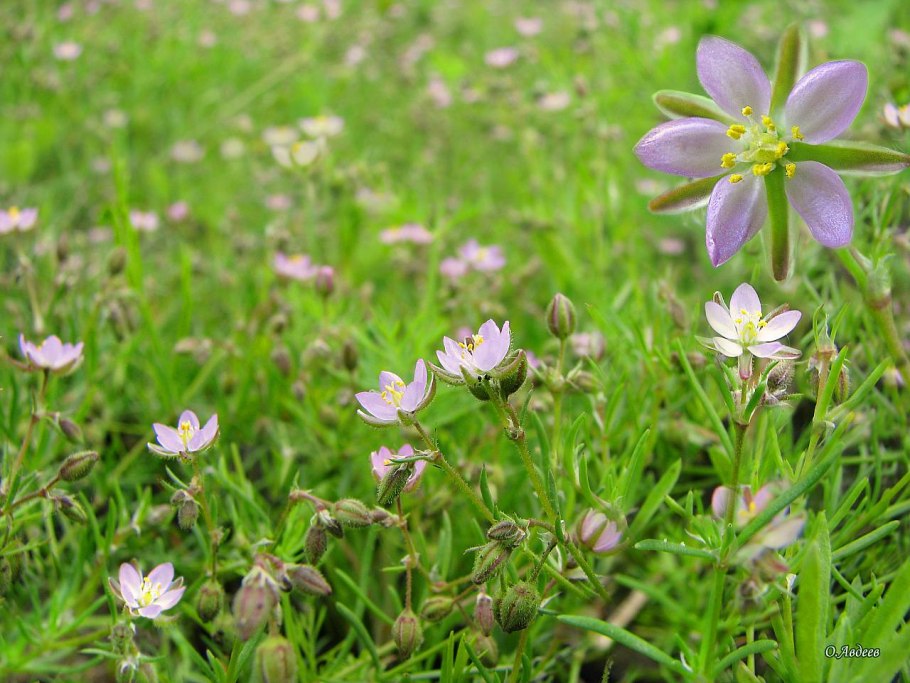 Торичник красный рисунок
