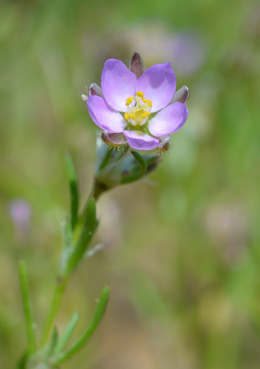 Spergularia purpurea