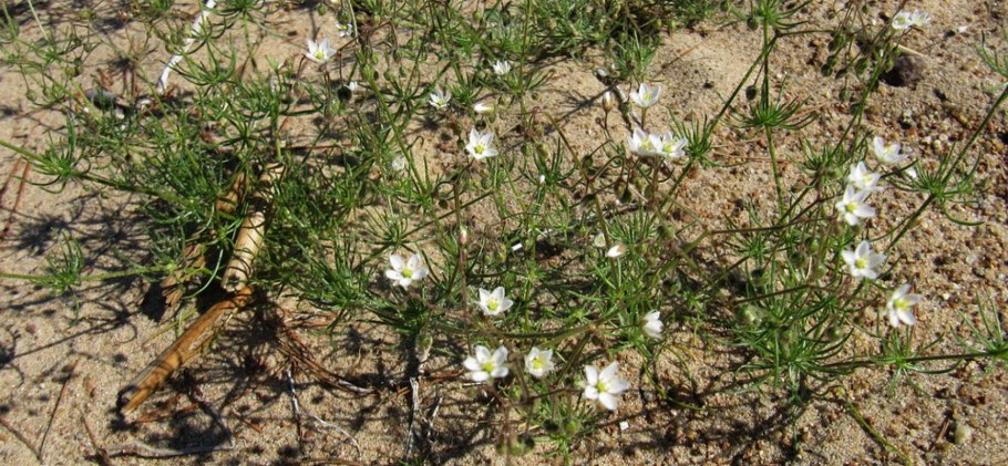 Spergularia rubra, или тóричник красный