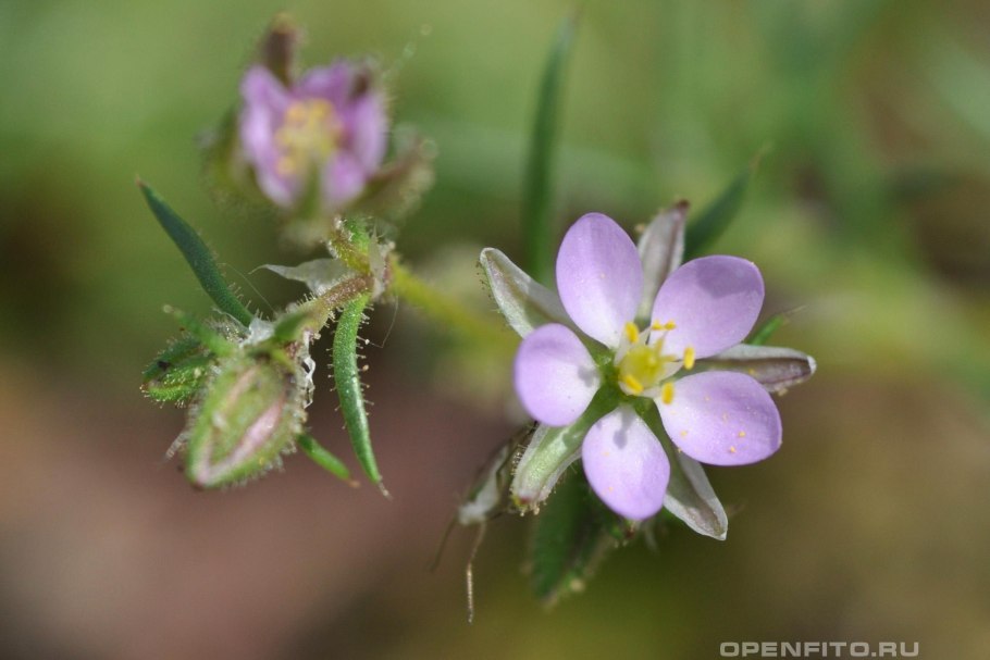 Торичник солончаковый