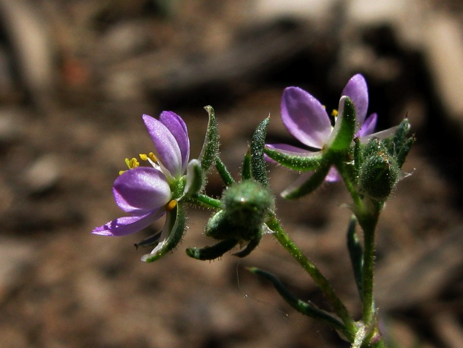 Торичник солончаковый