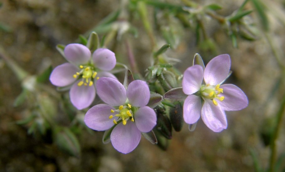 Торичник полевой