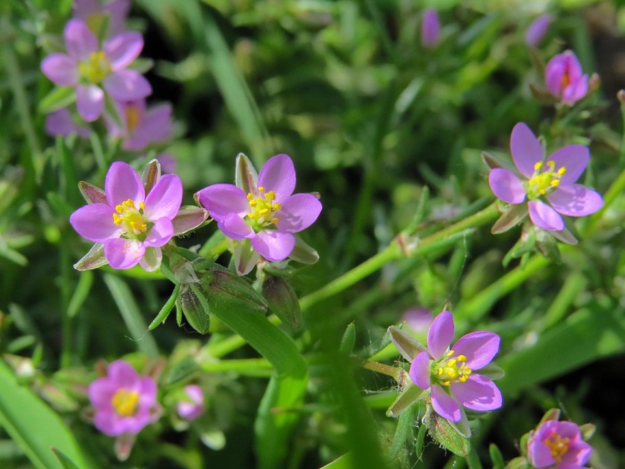 Гвоздичные торичник