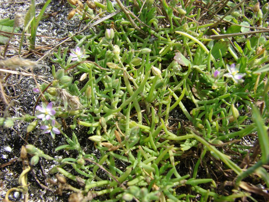 Торица Полевая (Spergula arvensis)
