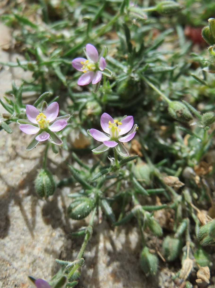 Spergularia Media