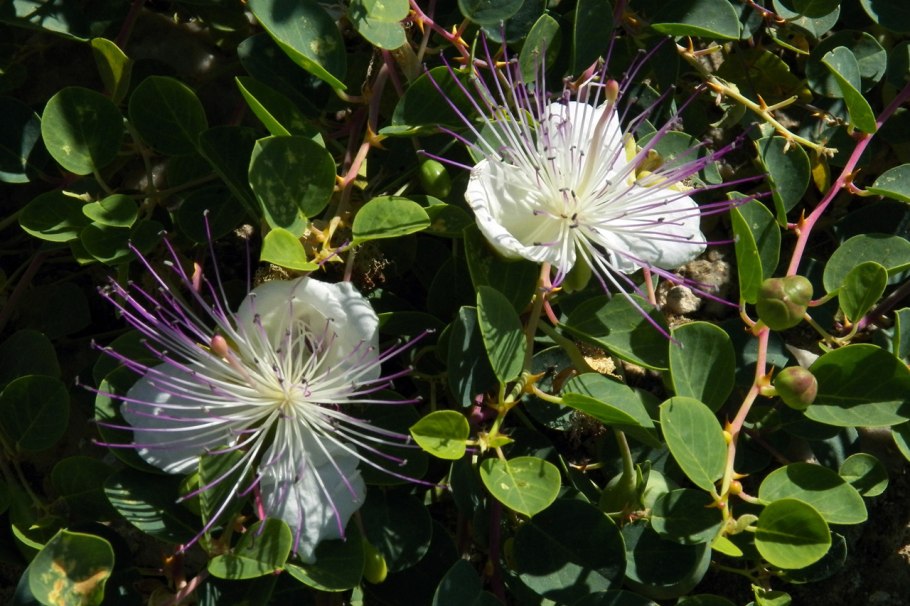 Каперсы травянистые (Capparis herbacea)