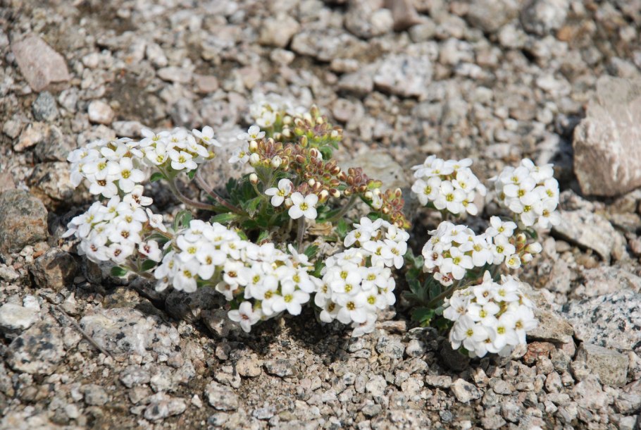 Ermania растение