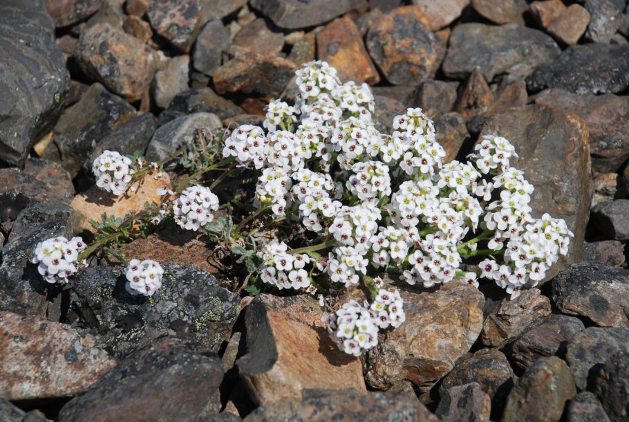Эрмания парриевидная фото