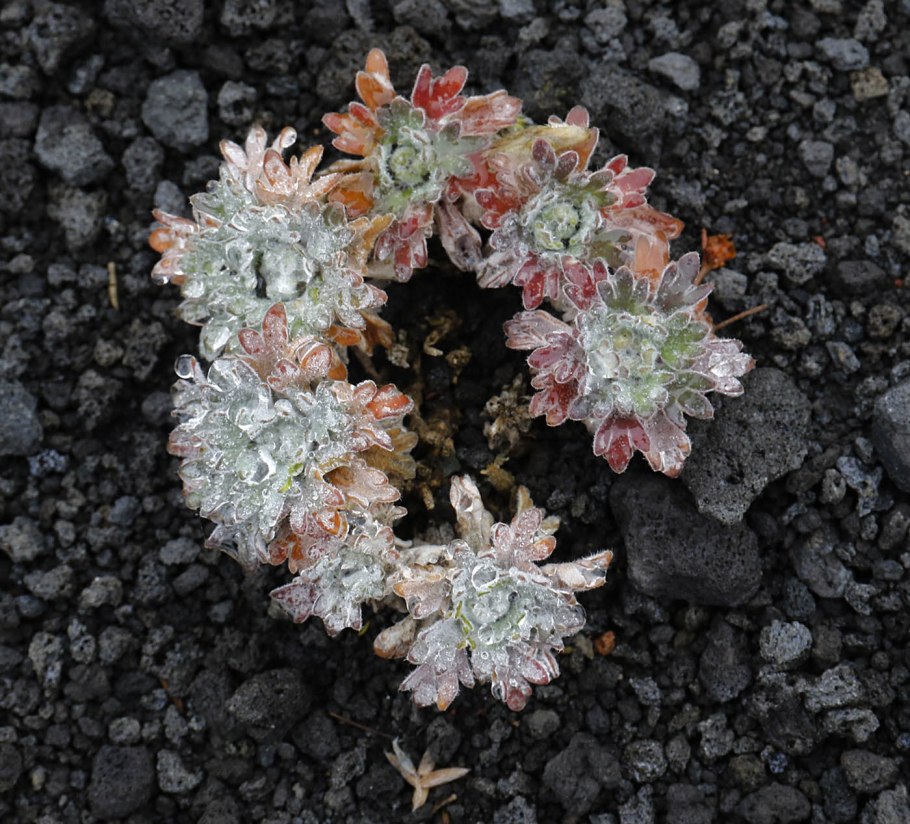 Ermania растение