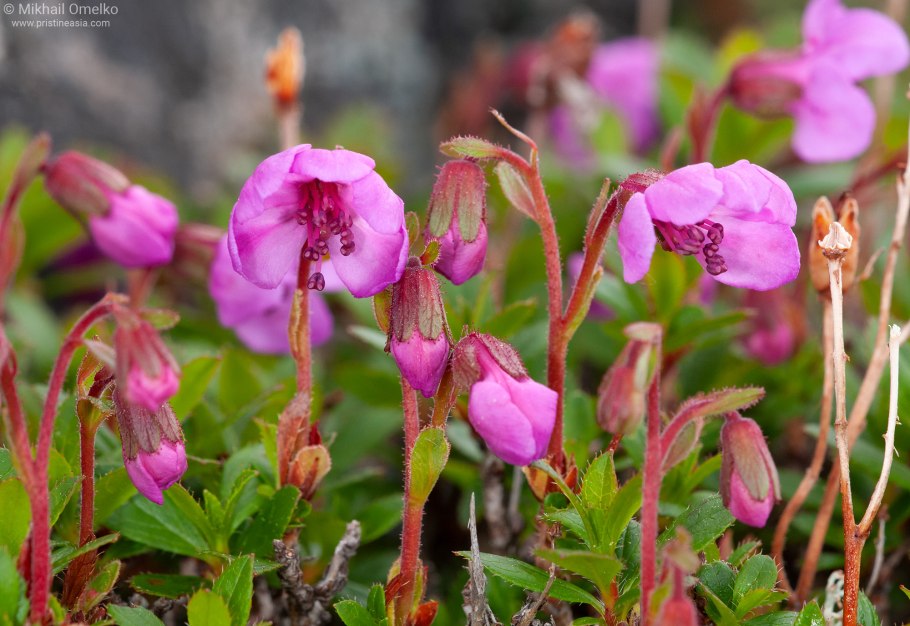 Ариани Селесте грудь