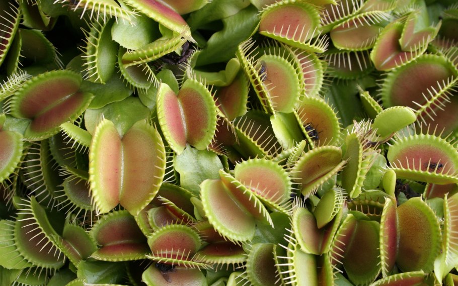 Карбюратор leader pz19jb