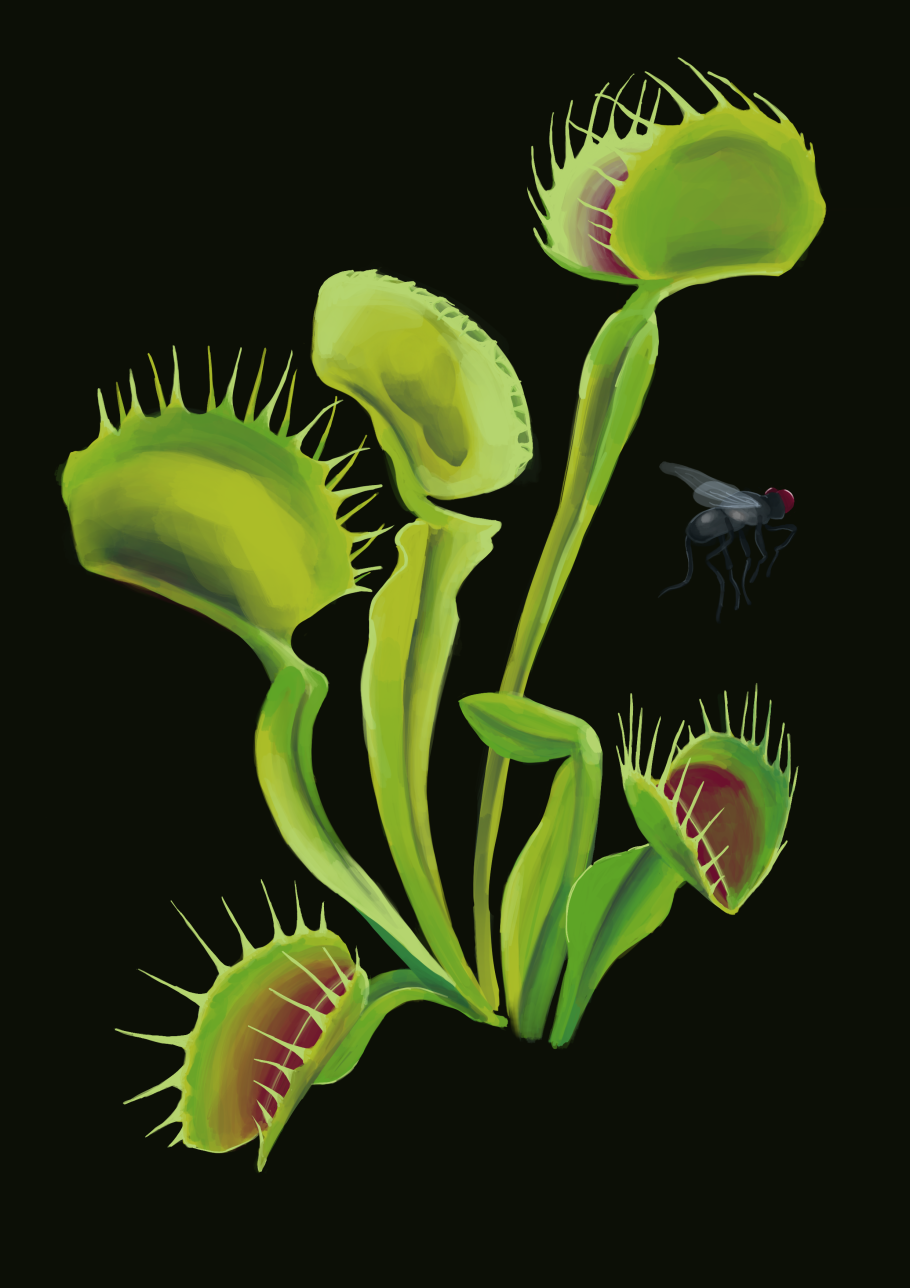 Растение хищник Венерина мухоловка