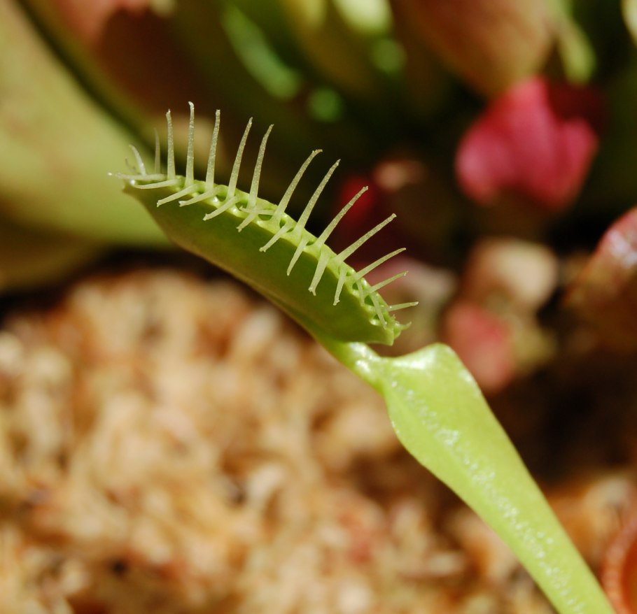 Венерина мухоловка