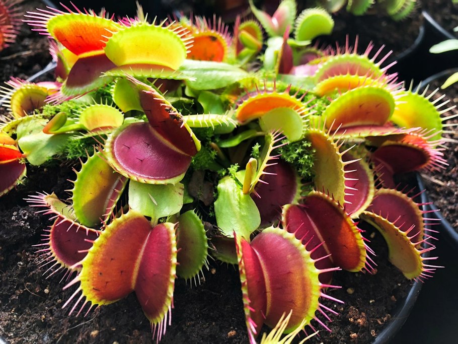 Венерина мухоловка цветок