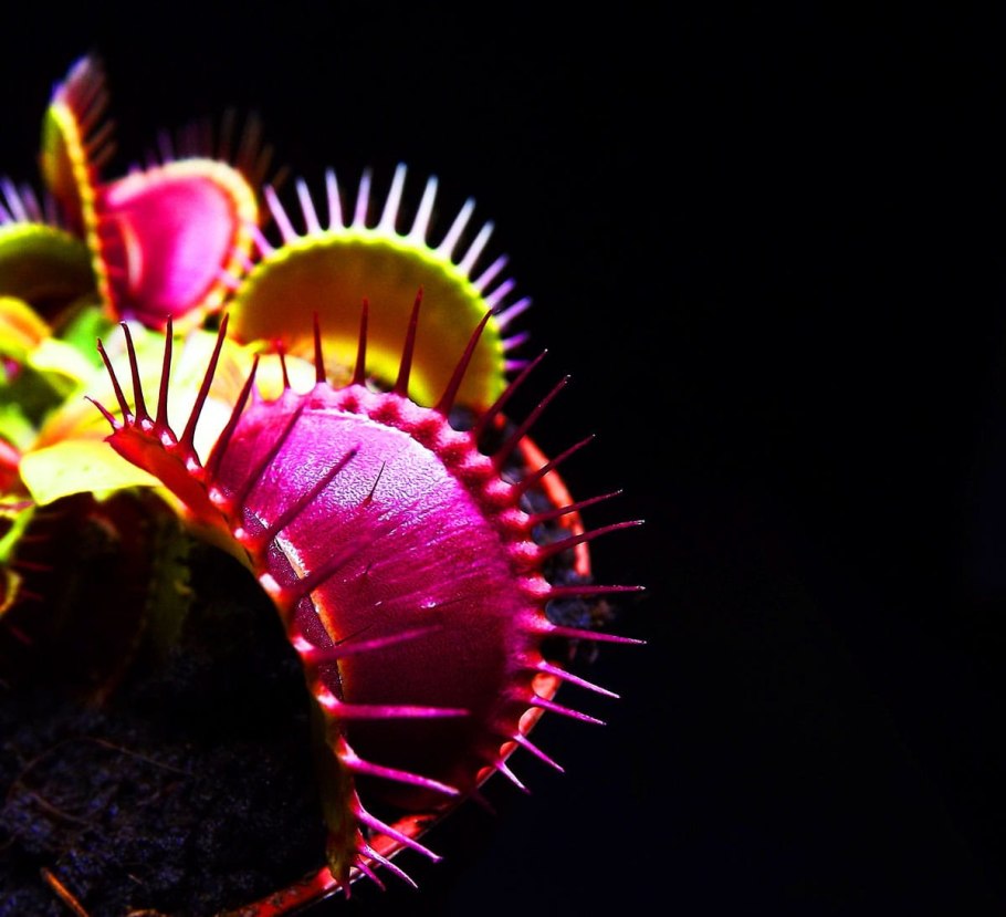 Венерина Дионея