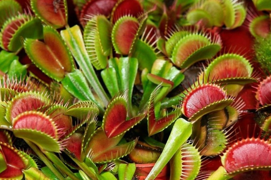 Постельный клоп Cimex lectulari