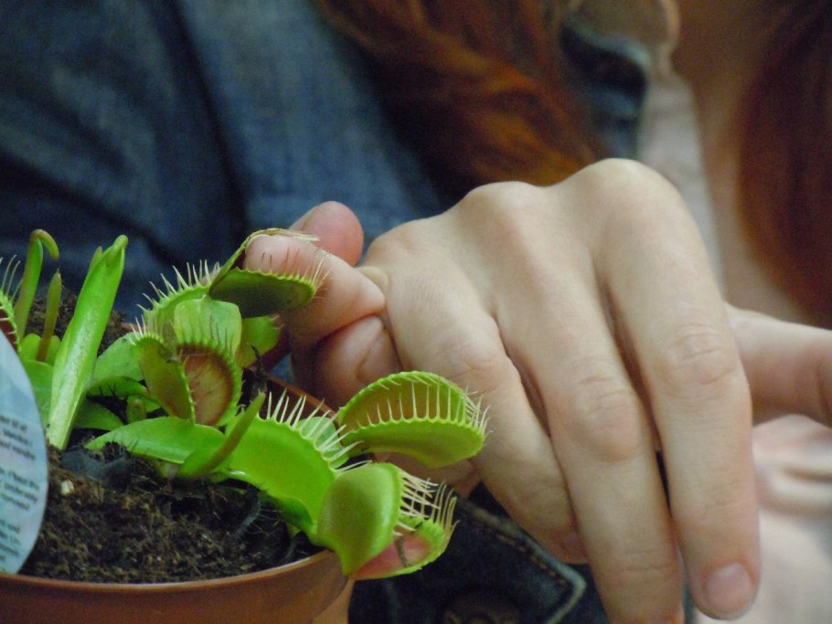 Пенеевые (Penaeacéae)