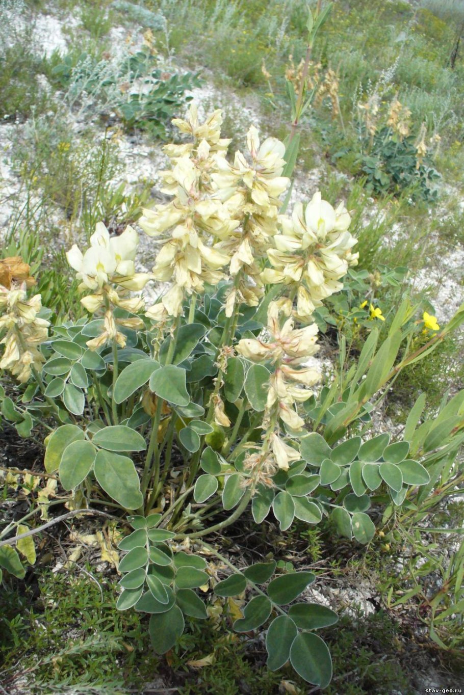 Astragalus longipetalus