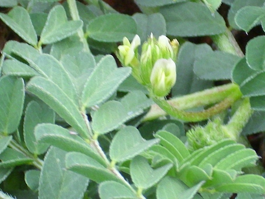 Астрагал кавказский