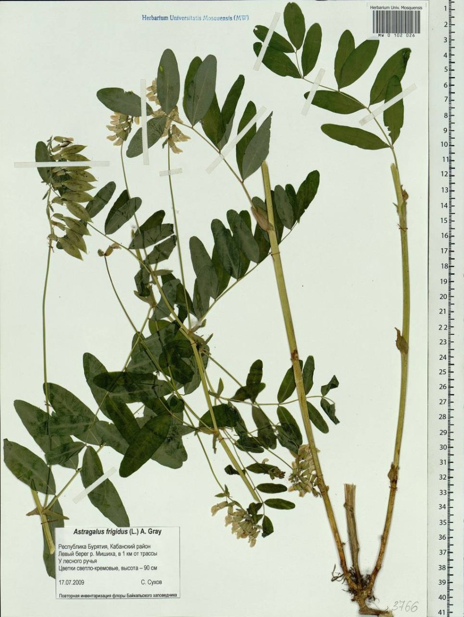 Астрагал пустынный