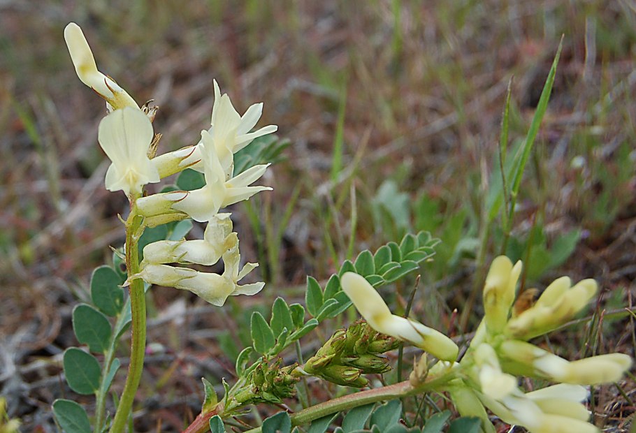 Астрагал кавказский красная книга