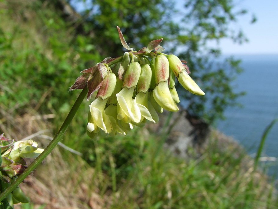 Astragalus unifoliolatus