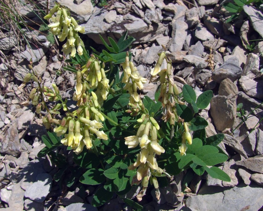 Астрагал холодный красная книга