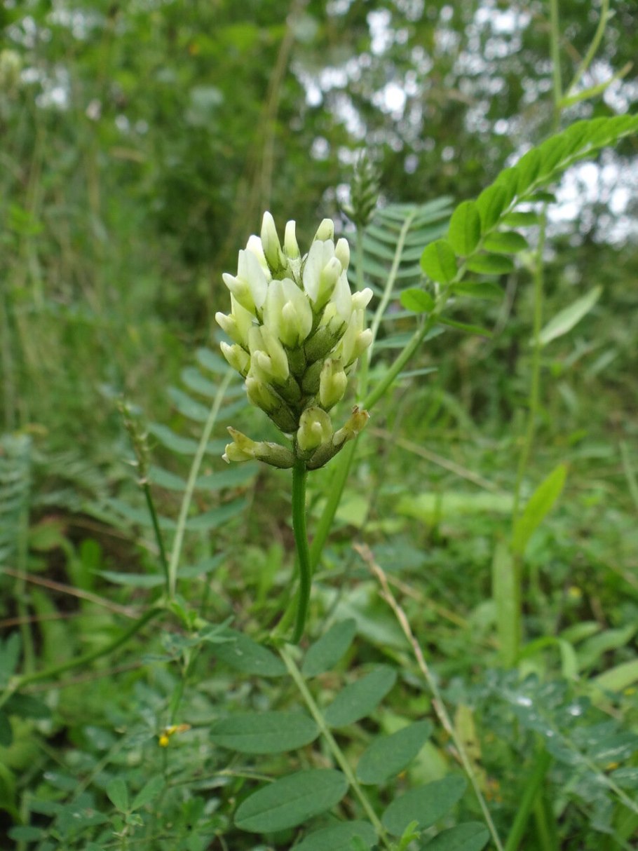 Астрагал Альпийский фото вблизи