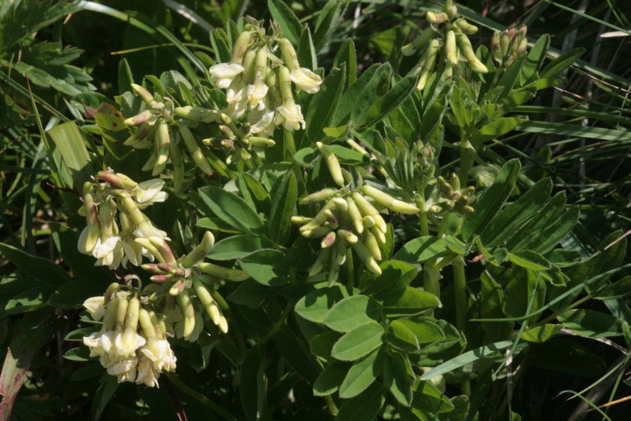 Астрагал зонтичный