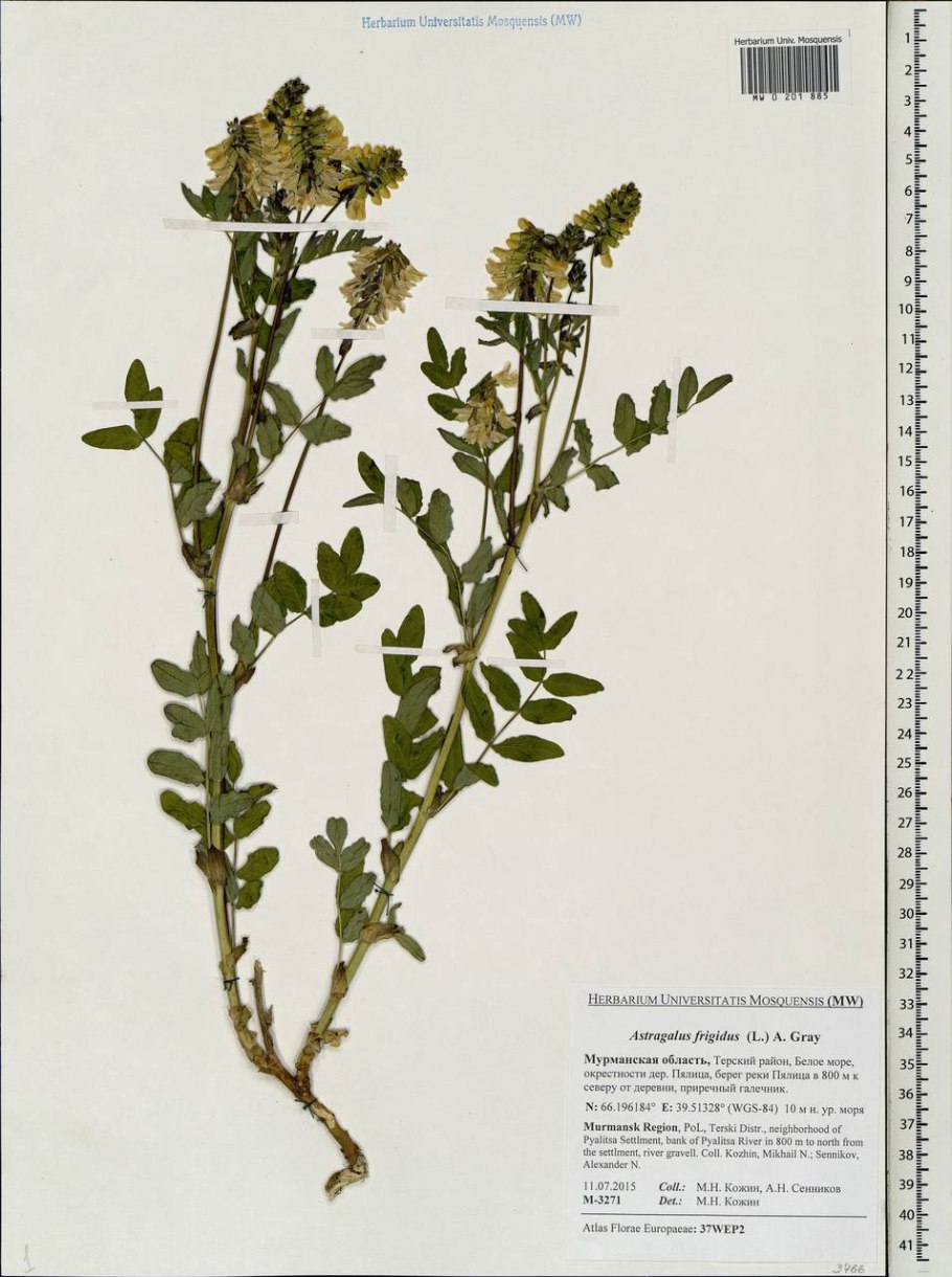 Астрагал трёхграноплодный