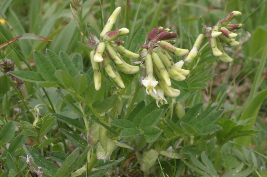 Астрагал кость