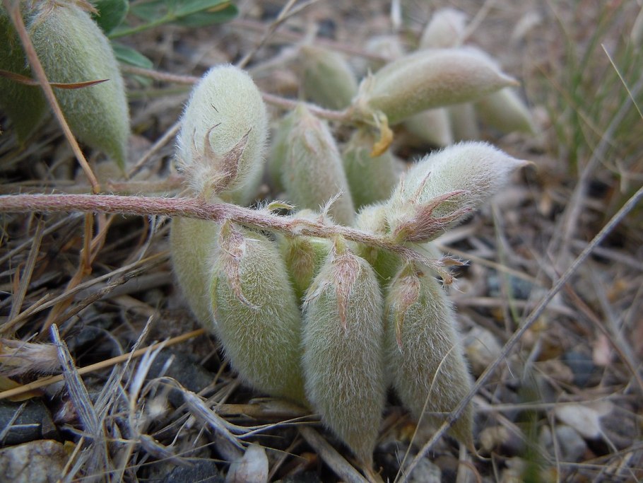Астрагал Федченко