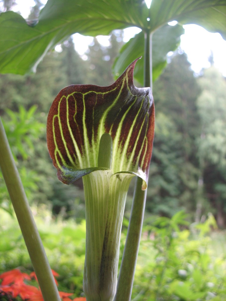 Arum triphyllum (Арум трифиллум) c3