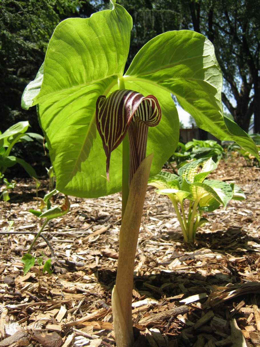 Аризема трехлистная Arisaema triphyllum