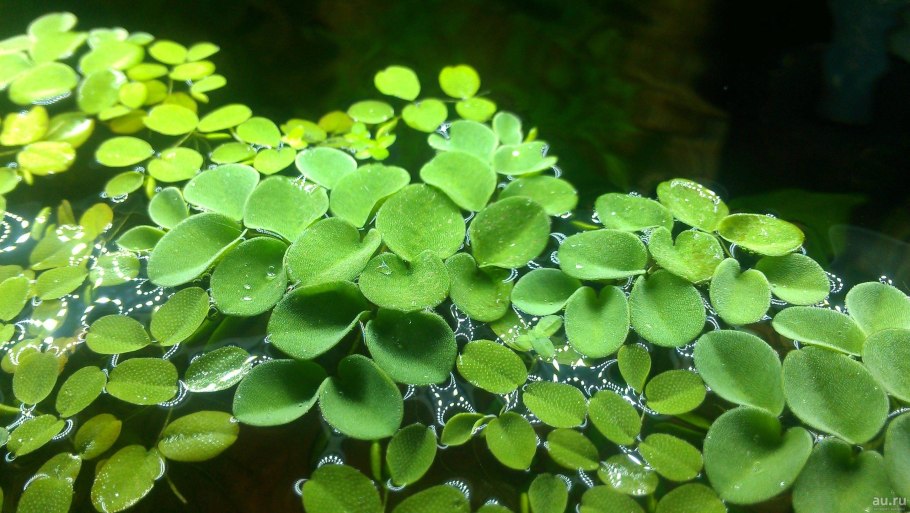 Папоротник Сальвиния