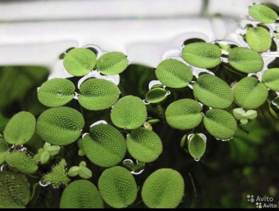 Сальвиния ушастая