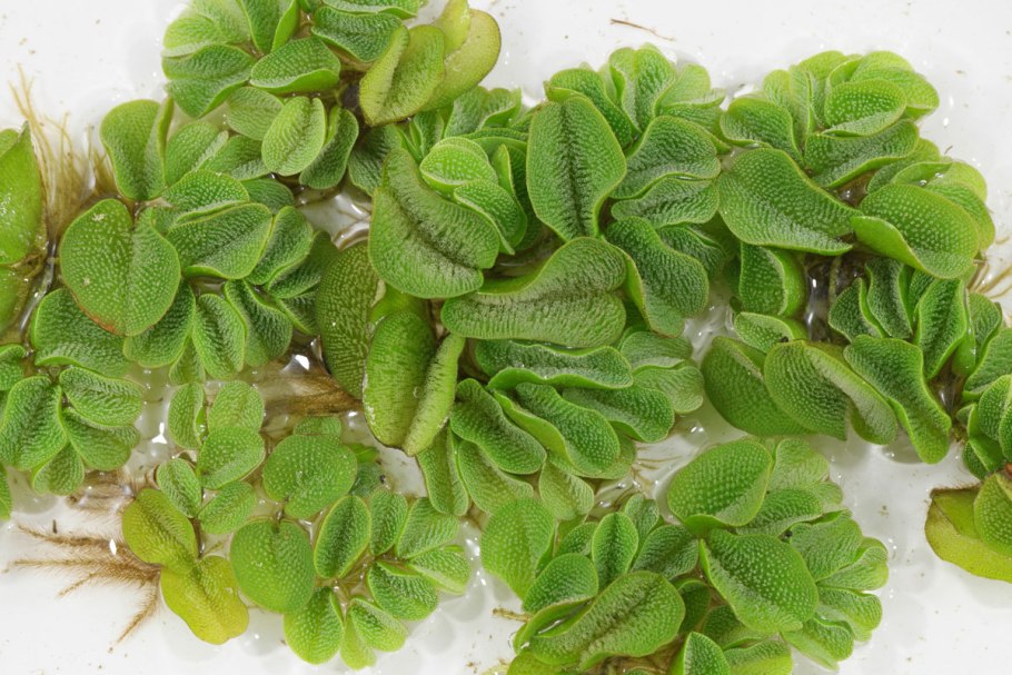 Сальвиния плавающая