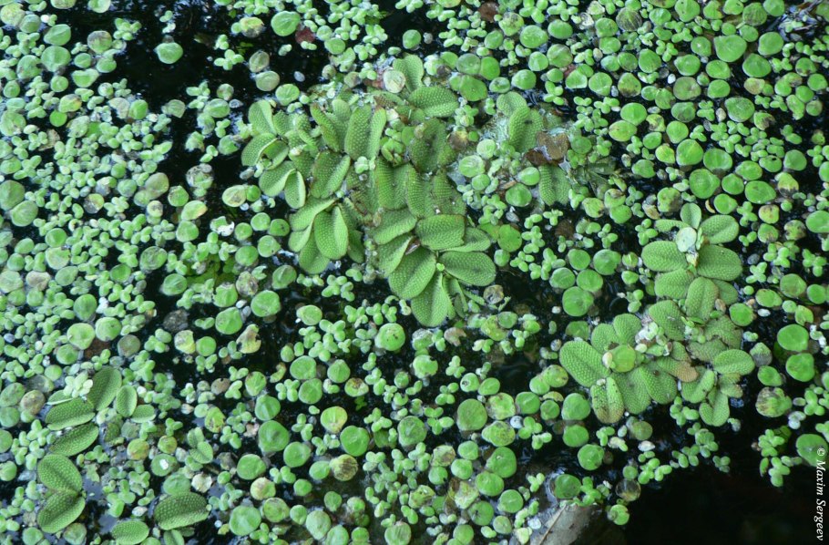 Сальвиния плавающая